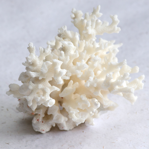 Calcium Magnesium Plus (Formerly Coral Legend) – 90Vcaps
